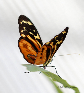 Harmonia Tiger-Wing-24-07-2023